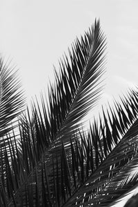 black and white coconut tree 